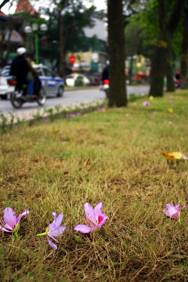 Những cánh hoa tím biếc của núi rừng Tây Bắc ở Hà Nội